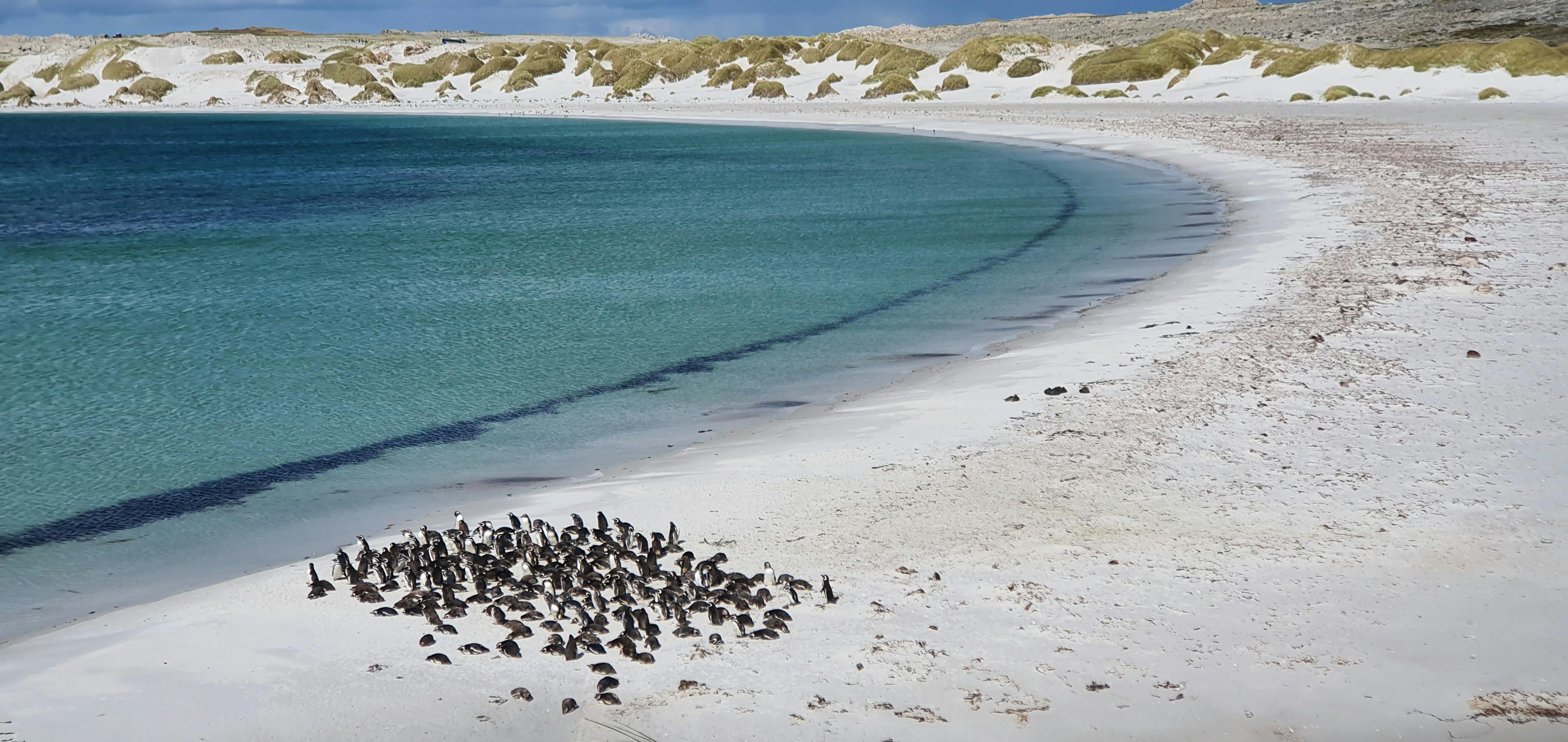 Falklands, South Georgia & Antarctica